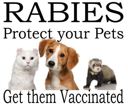 Protect your pets from rabies