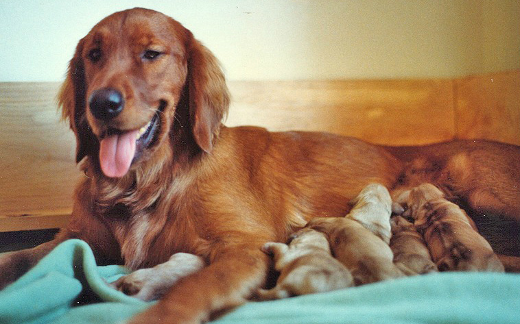 Foster