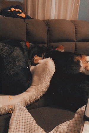 Bailey and Bear Cuddling on the Couch