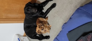 Black lab