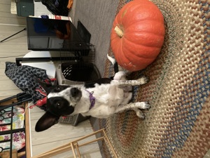 Daisy sits next to a pumpkin