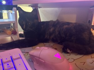 Ginger lays on my desk