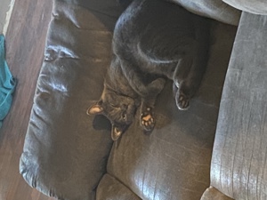Sandy enjoying his time on the couch :)