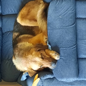 Napping on the couch