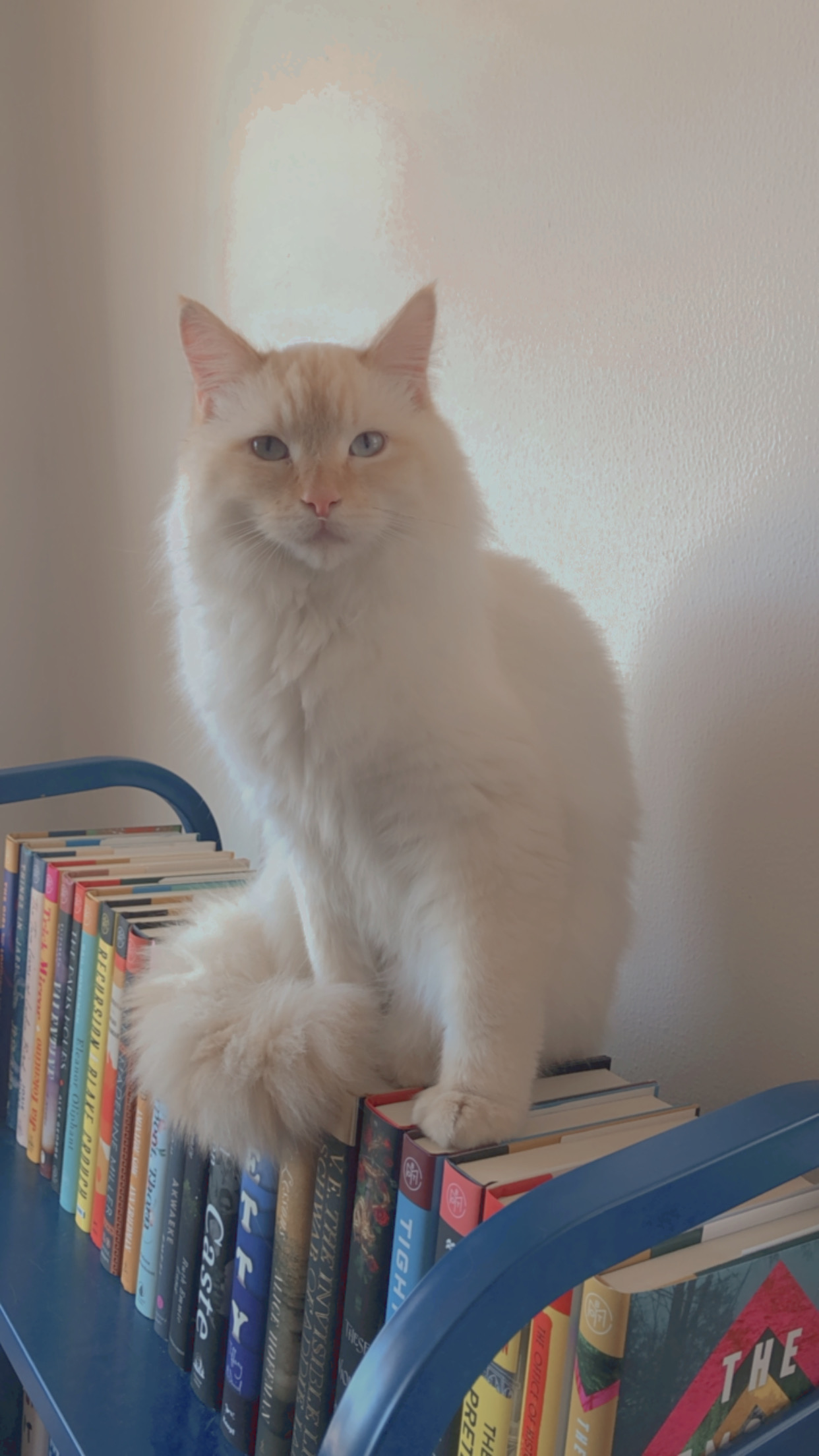 Lost Animal