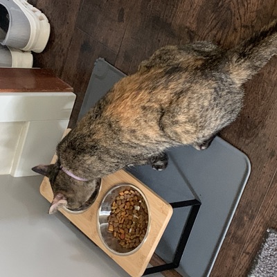 Lost Animal Lynda McBride